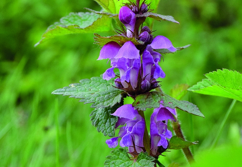 Autors: Imants Kaziļuns