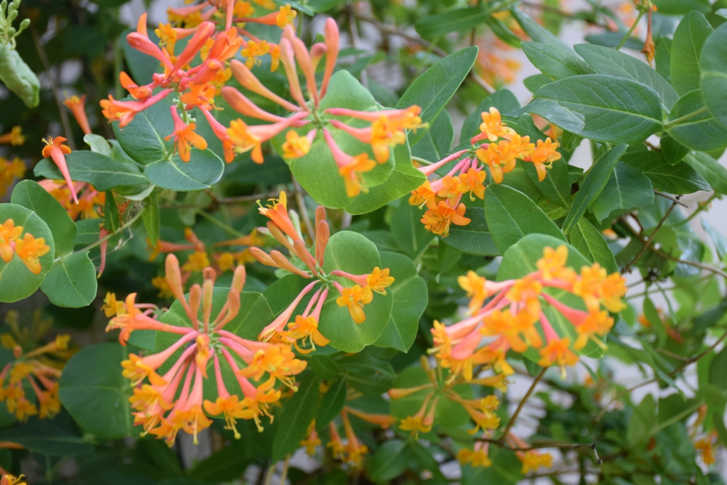 Autors: Agita Grīnvalde-Iruka