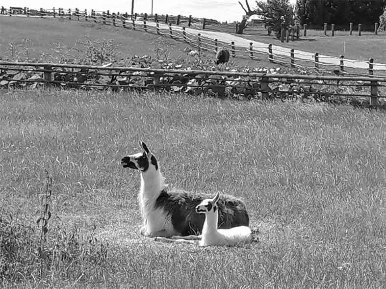 “Cīruļus” vairāk varētu saukt par pastaigu un atpūtas vietu. Te nav augstu žogu, vien aploki, taču ar elektrisko ganu.