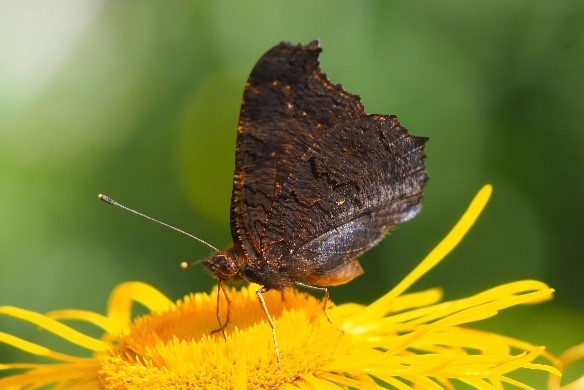 “TAURIŅŠ” — jaunjelgavieša Pēteras Grūbes foto, ko varēs nopirkt izsolē Jaunjelgavā.
Autors: no Jaunjelgavas Kultūras veicināšanas biedrības arhīva