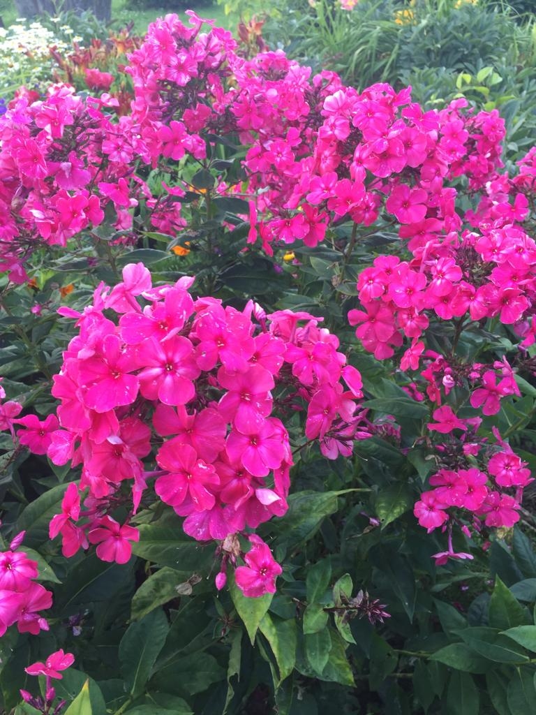 Autors: Evita Apiņa