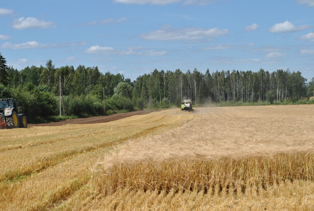 RAŽA šogad ir laba, bet šis nav rekordu gads — atzīst zemnieki.
Autors: no “Staburaga” arhīva
