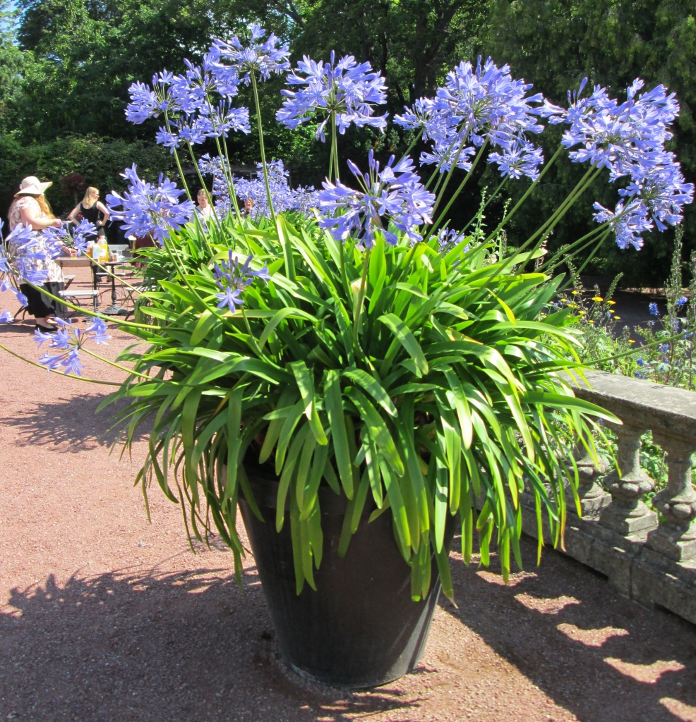 Autors: Ināra Sudare