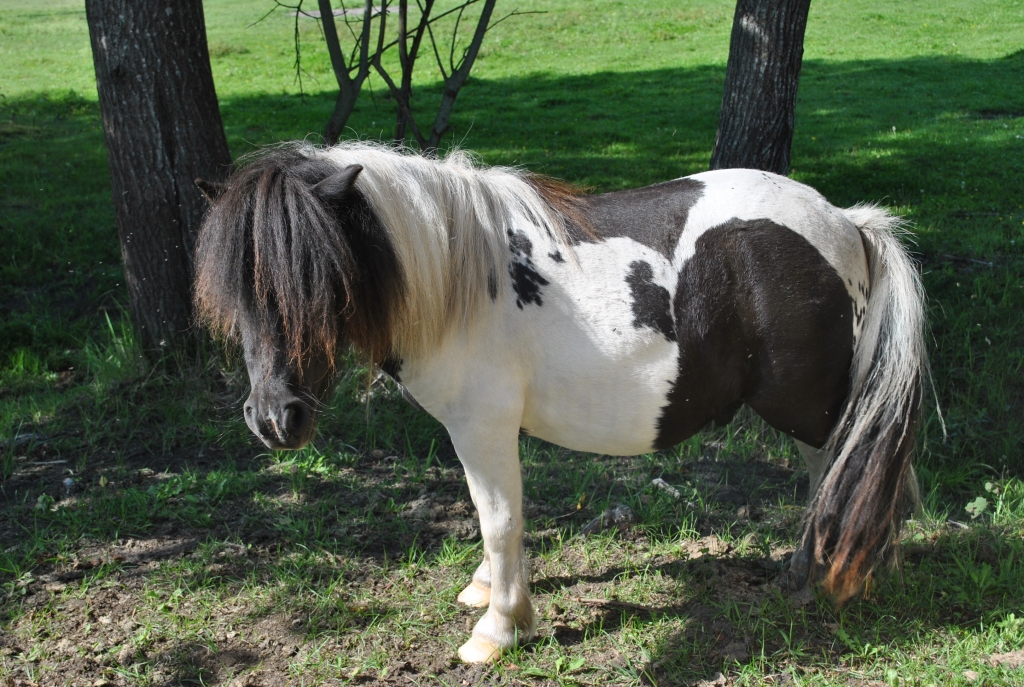 ZIGĪTIS — jau rāms, bet dažkārt nerātns.