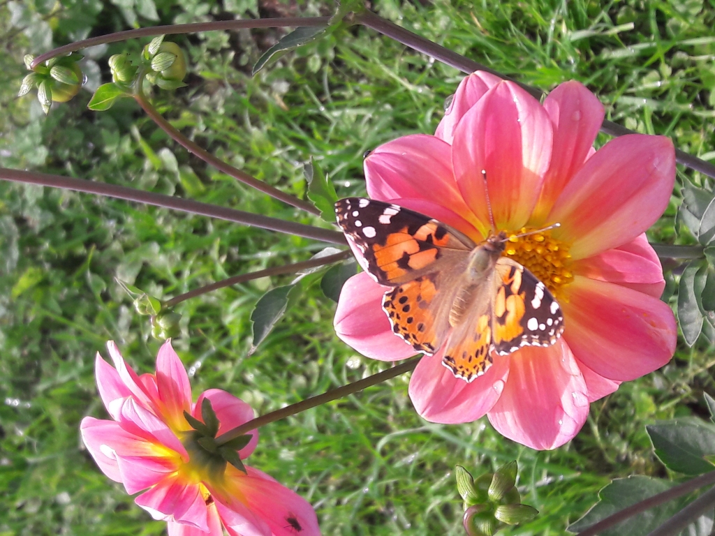 Taureņa 
skūpsts.
Autors: Karīna Skrupska