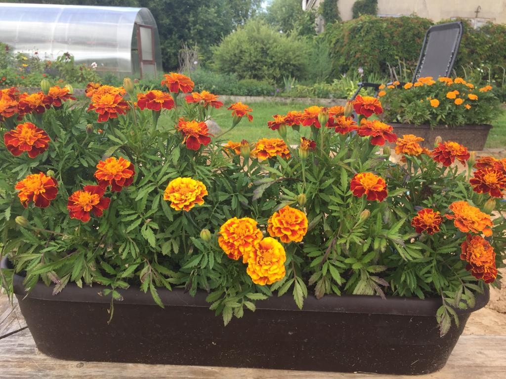 Autors: Evita Apiņa