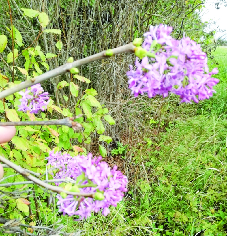 RUDENS PĀRSTEIGUMS. Lapas jau nobirušas, bet ziedi zied.
Autors: Monika Bērziņa