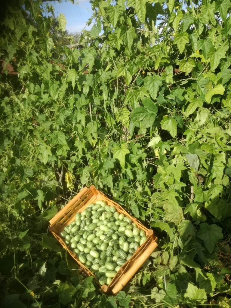 Pa vienai kastei — gandrīz katru nedēļu.