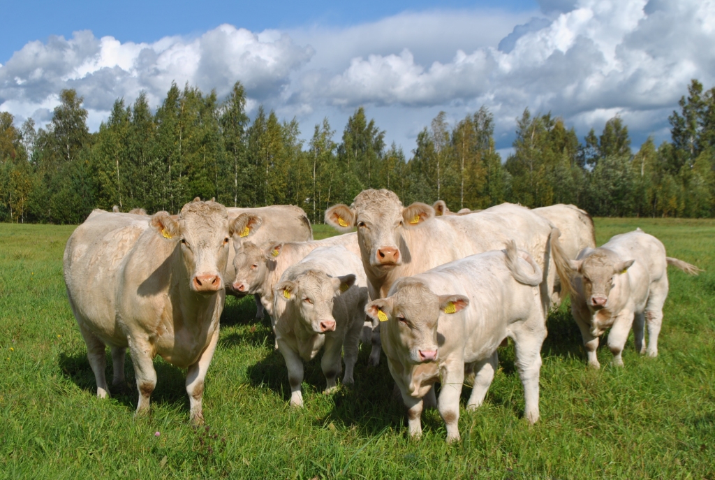 GANĀMPULKS saimniecībā paplašinās.