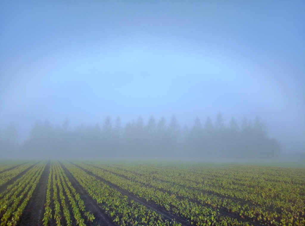 BALTA VARAVĪKSNE debesīs virs Pļaviņām.
Autors: Jolanta Tirziņa