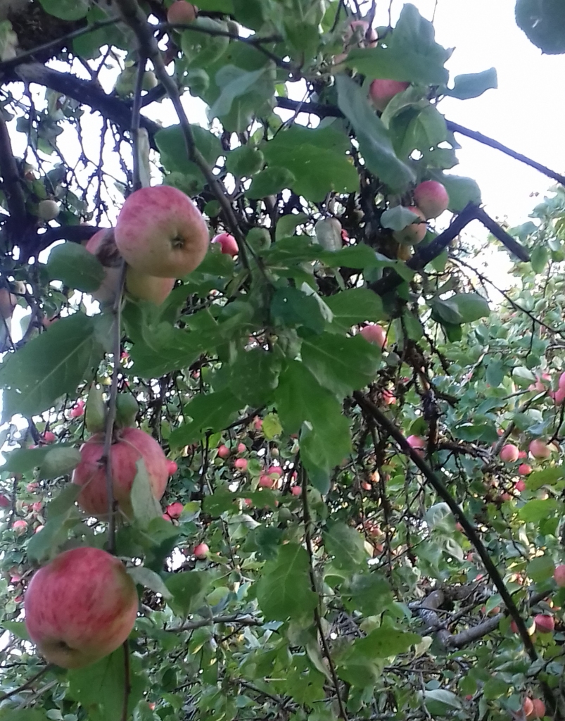 Autors: Silvija Karpoviča