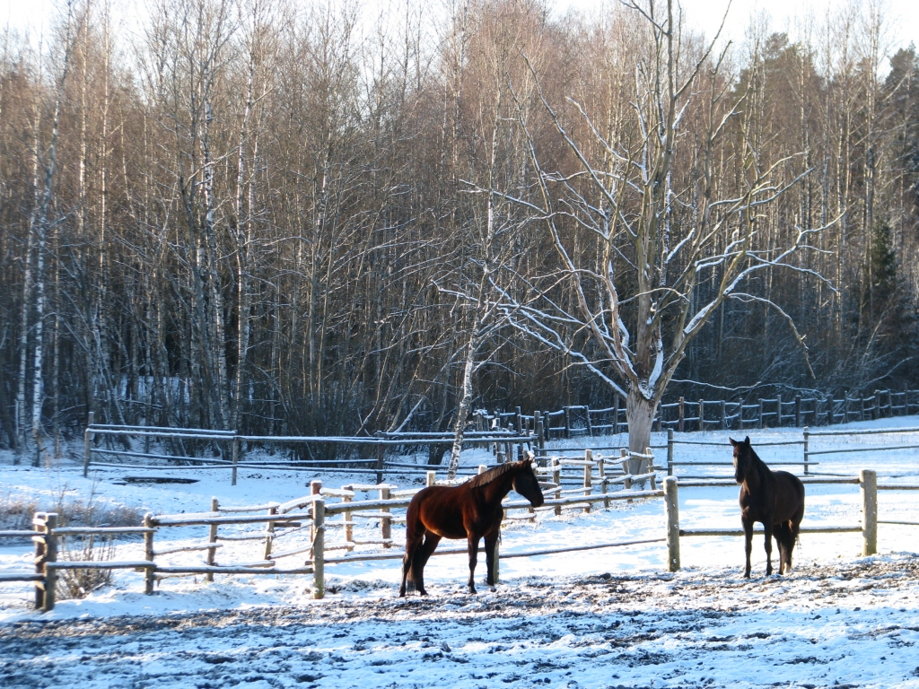 Autors: Solveiga Ivanova
