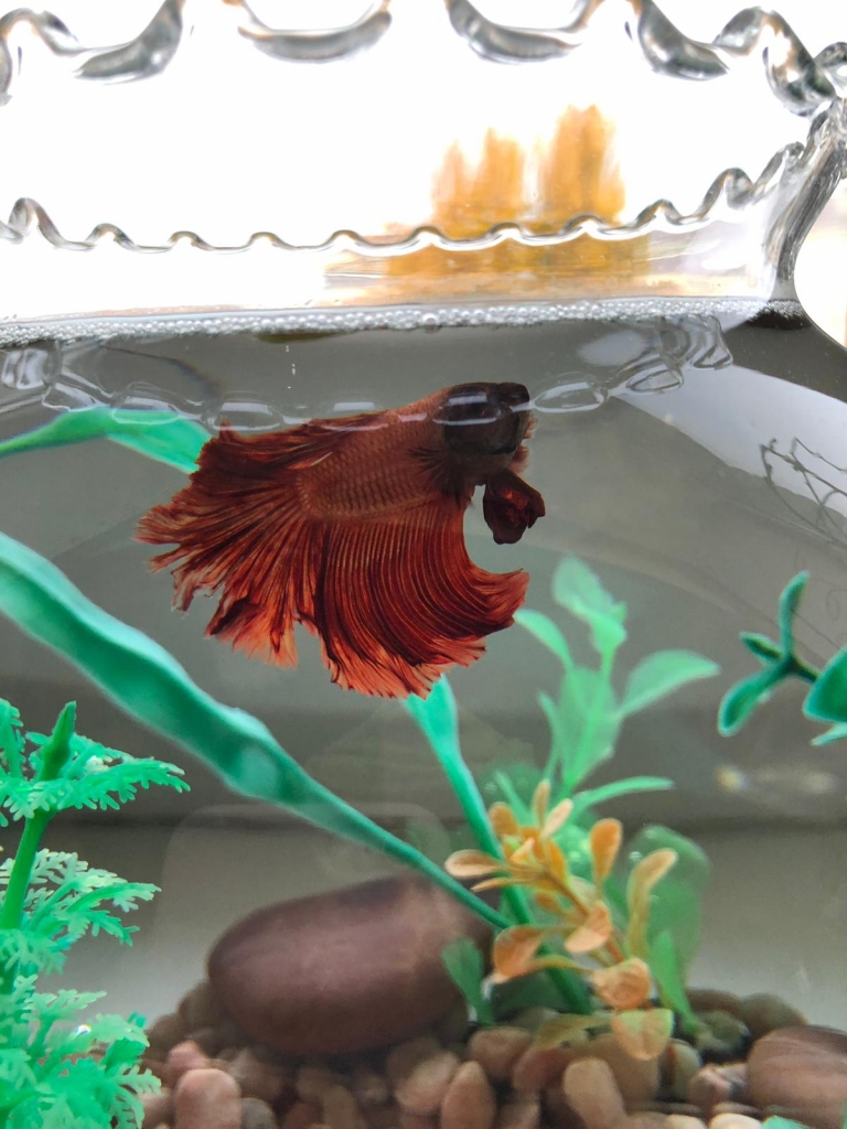 Pēc ekspertu novērojumiem sarkanie gailīši ir viskauslīgākie un bieži uzvar cīņās. Maksimāli atvērtas spuras un žaunu vāki, viļņveidīga koša krāsu kustība liecina par zivtiņas lielu uzbudinājumu un tās lielisku fizisko formu.
Autors: Viktorija Ovsjaņņikova