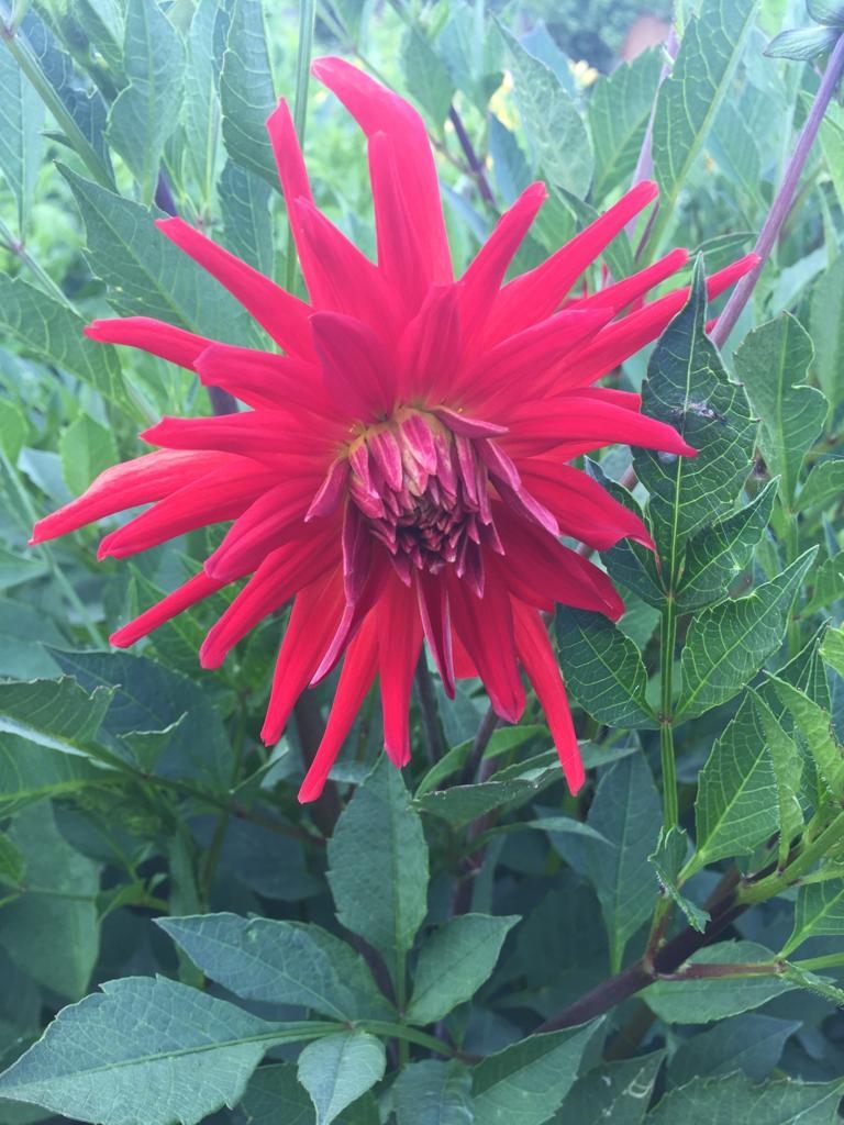 Autors: Evita Apiņa