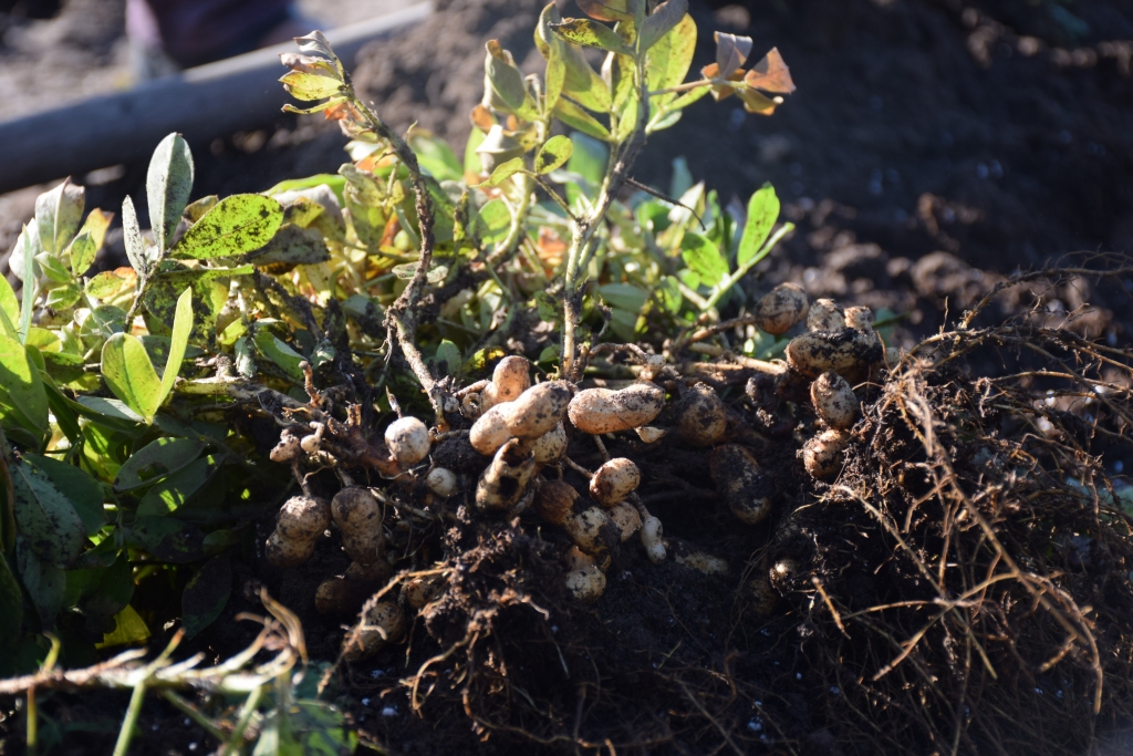 Veselīgs našķis. Tikko izraktie Sofijas kundzes dārzā augušie zemesrieksti.
Autors: Imants Kaziļuns