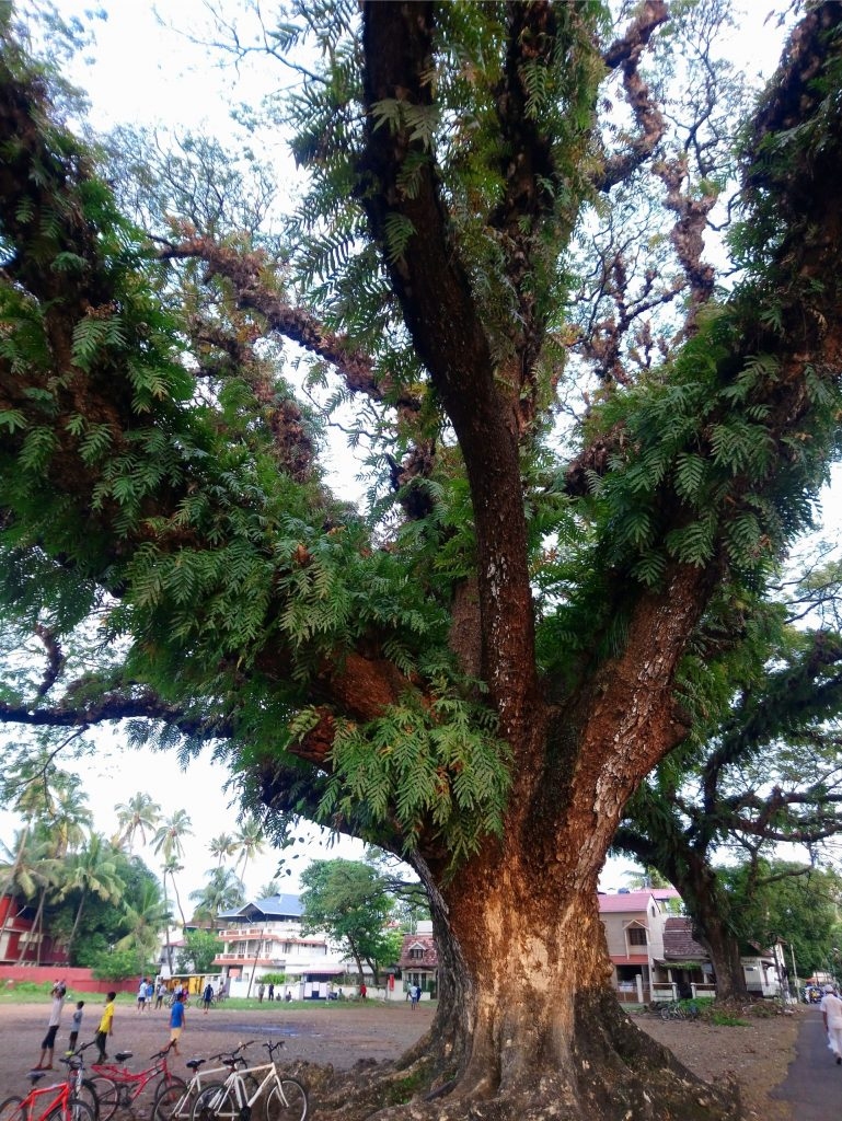 MILZU KOKS.
Autors: no ceļotāju albuma