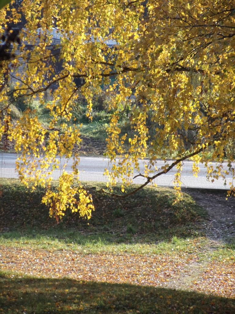 Autors: Ināra Dreijera foto