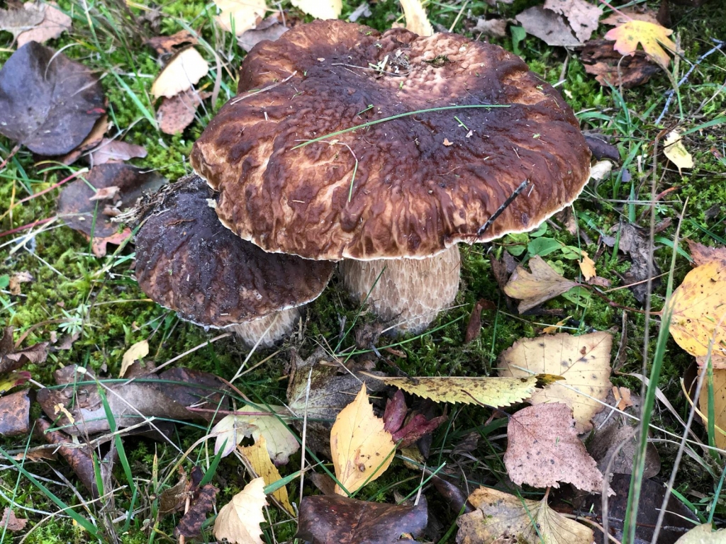 Autors: no Antras albuma