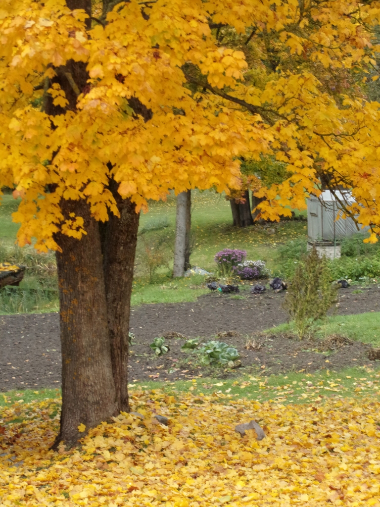 Autors: Inārs Dreijers