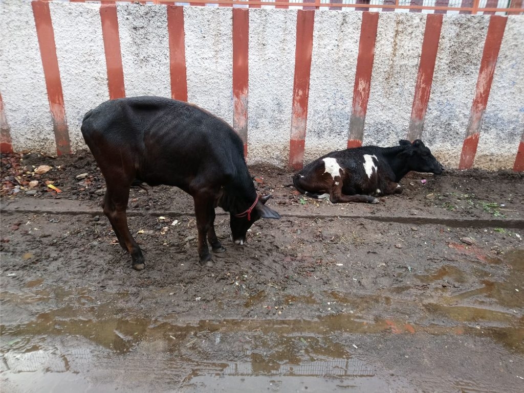 Lopi un dubļi ir ierasts skats Indijas ielās.
Autors: no ceļotāju albuma