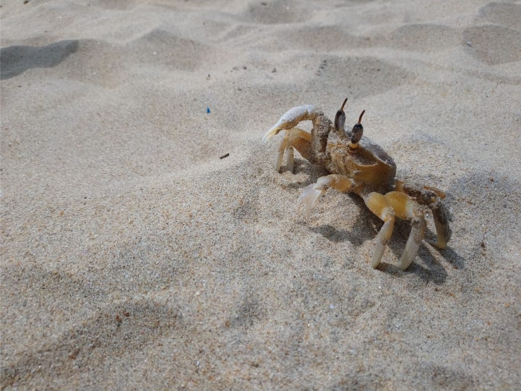 MILZU KRABIS Šrilankas pludmalē.
Autors: no ceļotāju albuma