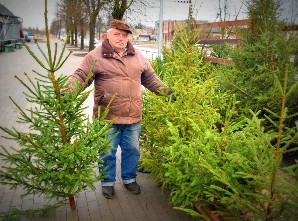 Smaržīgas, īpaši audzētas un mežā atrastas. Daudzesietis Dainis Markovs Aizkraukles tirgū piedāvā gan mazas, gan septiņus gadus vecas 2,5 līdz 3 metrus garas eglītes.