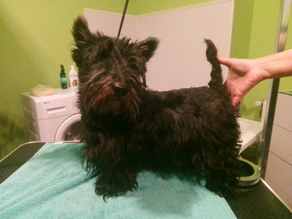 PIRMS UN PĒC frizētavas.
Autors: no Ludmilas Krastas albuma