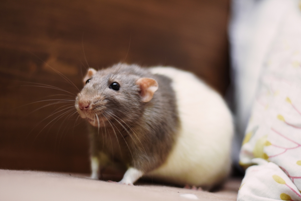 Autors: Beāte Beatrise Tukre