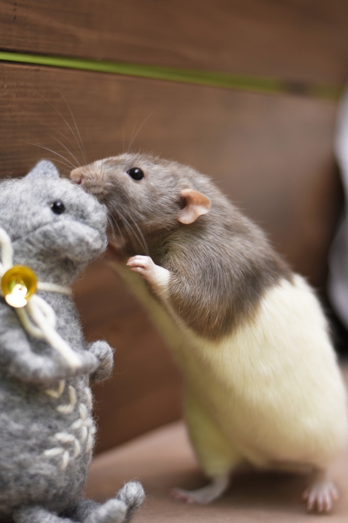 Nākamais būs baltās metāliskās Žurkas gads. Tas nozīmē, ka jaunajā gadā baltā krāsa būs veiksmes krāsa, bet metāla talismani var to pastiprināt. Jāatceras — dzelzs jākaļ, kamēr tā karsta!
Autors: no Beātes Beatrises Tukres albuma