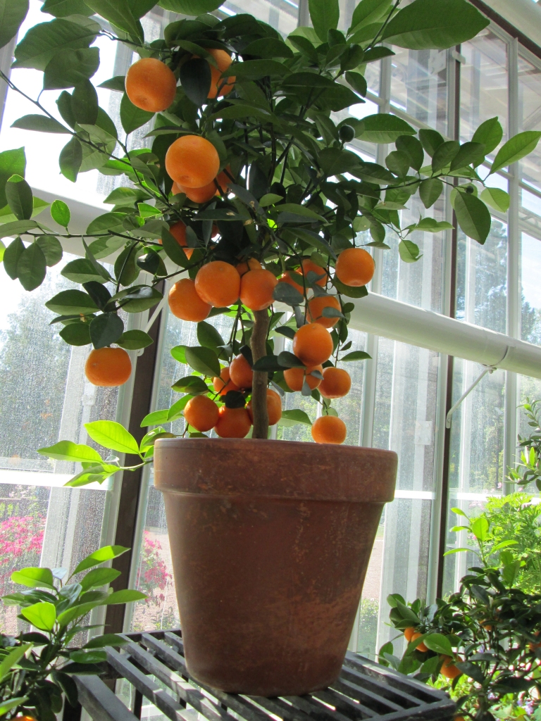 Autors: Inārs Dreijers