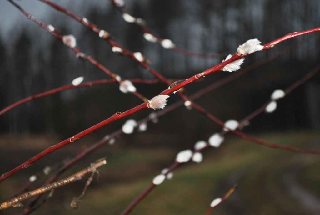 PŪPOLI jau daudzviet saplaukuši. Vai sagaidīs pavasari?