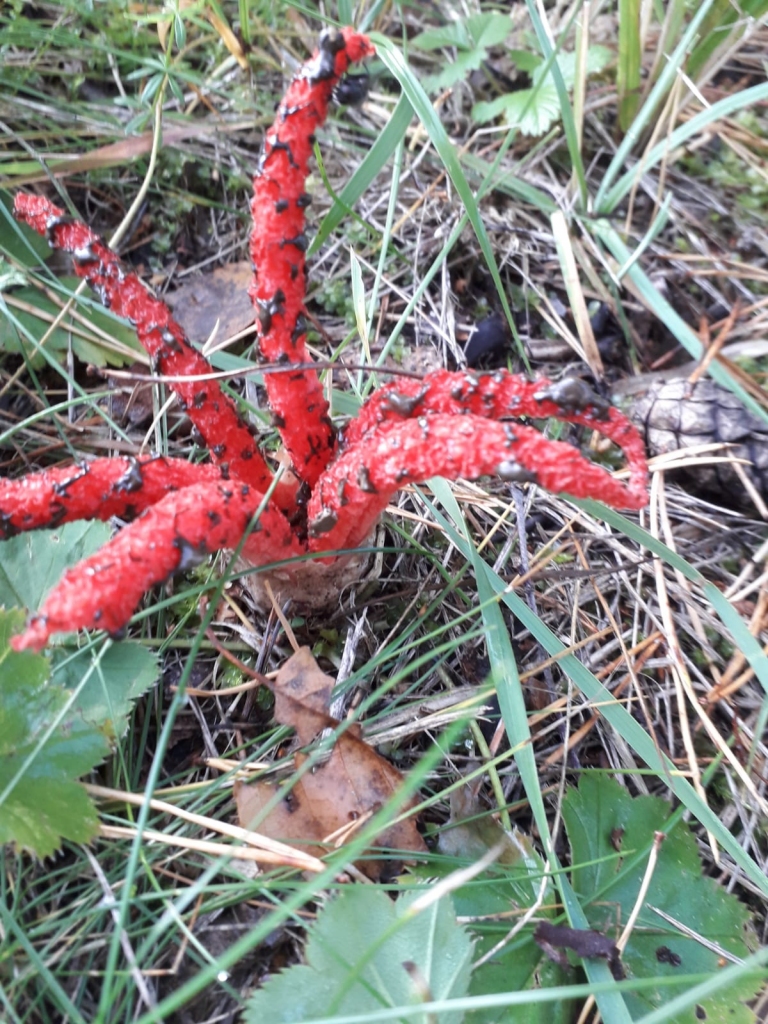Zemestauku dzimtas sēne sākumā ir kā pelēcīgi brūngana ola.