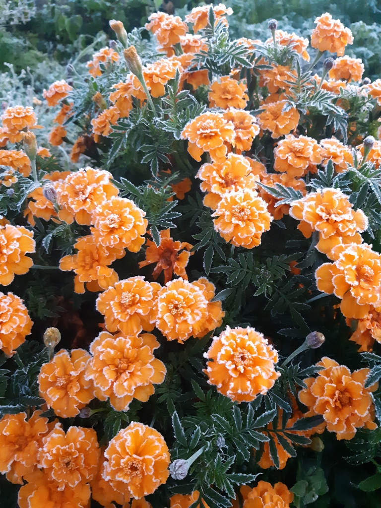 Autors: Karīna Žiško