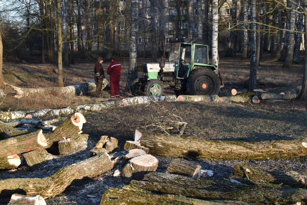 Sakopj koku audzes. Aizkrauklē, birztalā aiz ēkas Lāčplēša ielā 23, izzāģēti vecie un bojātie koki, kā arī daži labi bērzi, atbrīvojot vietu apakšā augošajiem brašajiem ozoliņiem.