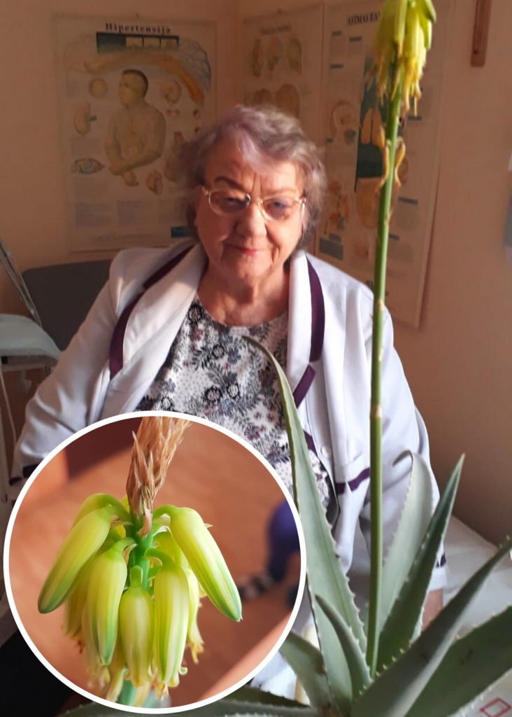 Saimniece Zigrīda Maija Gulbe un viņas auklējums. Palielinājumā alvejas ziedi atgādina mazus banāniņus.
Autors: no Zigrīdas Maijas Gulbes albuma