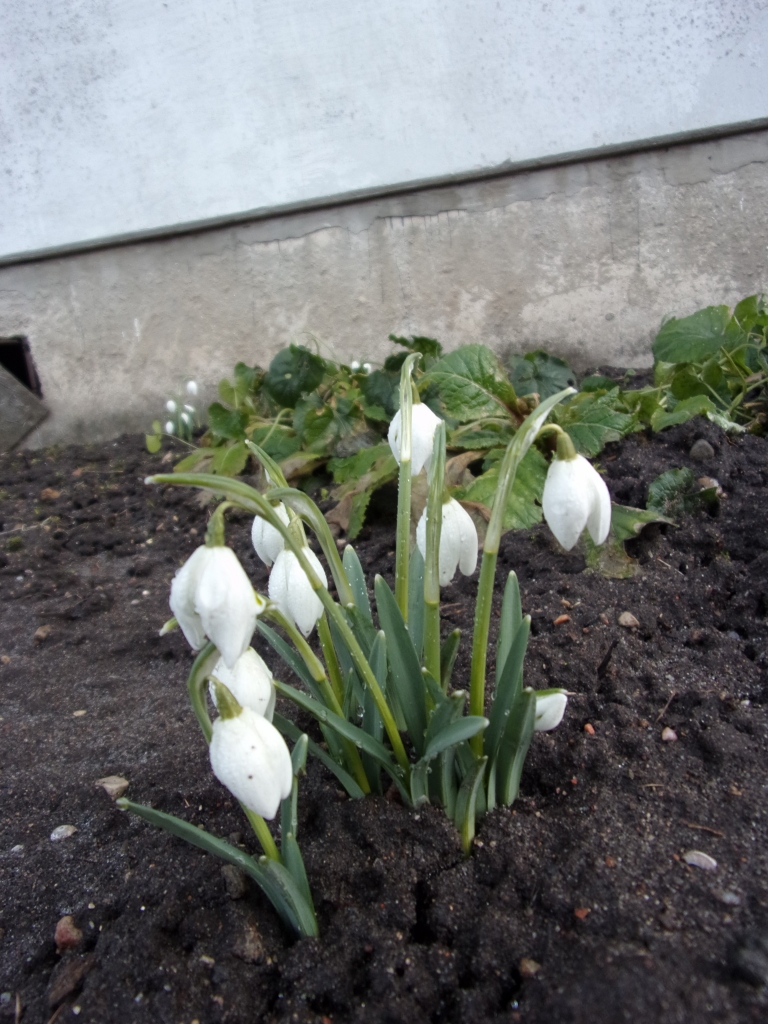 Autors: Inārs Dreijers