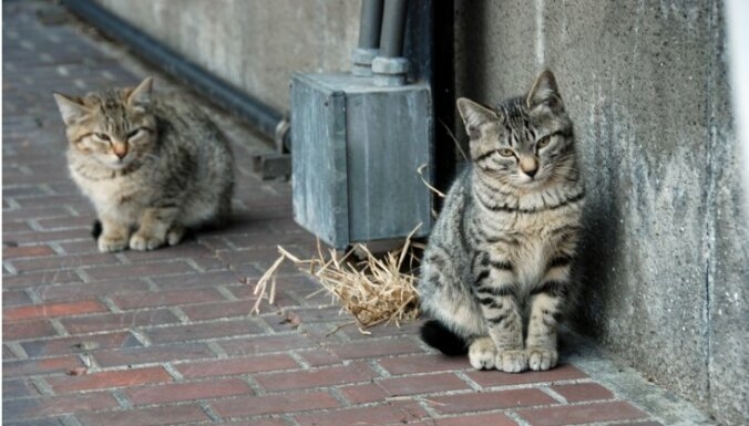 Veidojot sterilizētu kaķu koloniju, jāņem vērā, ka šiem dzīvniekiem jāizveido arī patvērums, piemēram, kāda norobežota telpa pagrabā vai atsevišķa kaķu mājiņa pagalmā.
