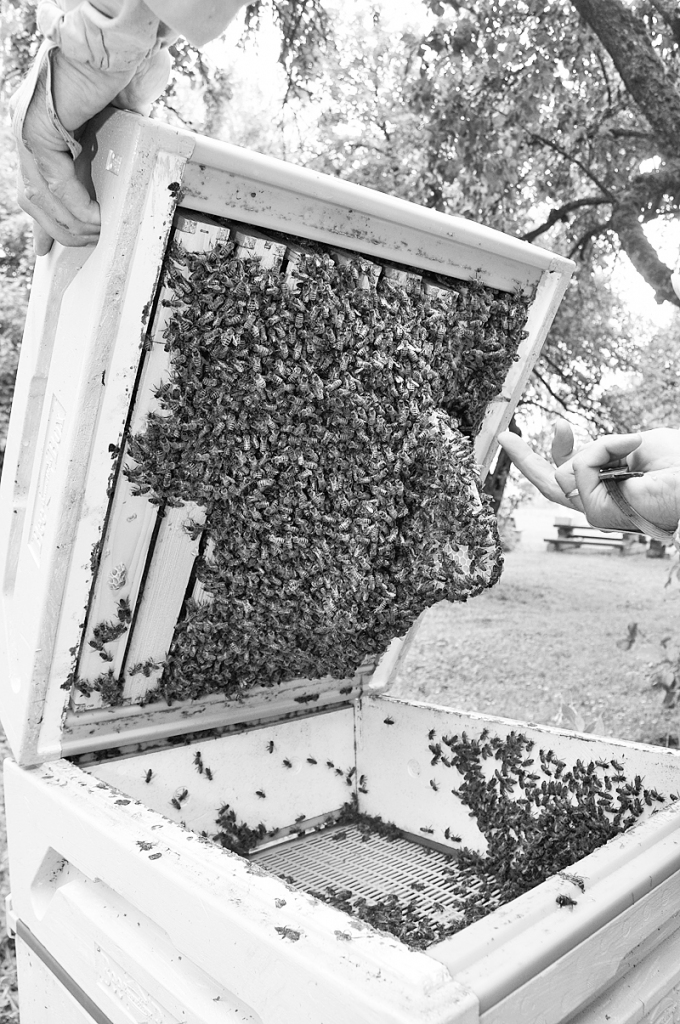 Pesticīdu ietekmi var novērtēt tikai ilgtermiņā. Pētījumi rāda, ka, piemēram, bites, kas ar tiem saskārušās, kļūst slinkākas, mazāk rūpējas par stropa iekšējo kārtību. Kādas sekas nelielas pesticīdu devas atstāj uz cilvēka organismu, nav zināms.
Autors: Daiņa Ģelža foto