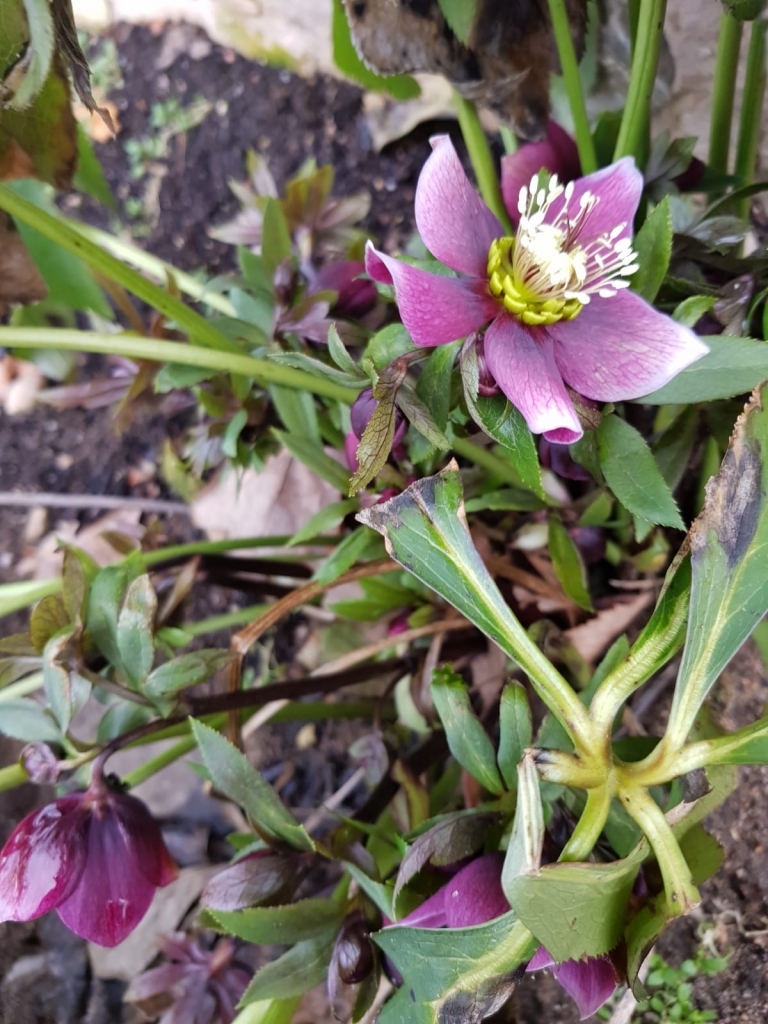 Autors: Silvija Karpoviča