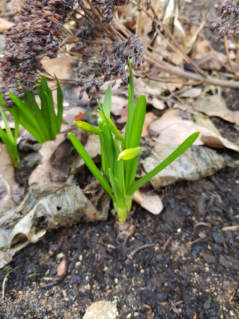 Autors: Silvija Karpoviča