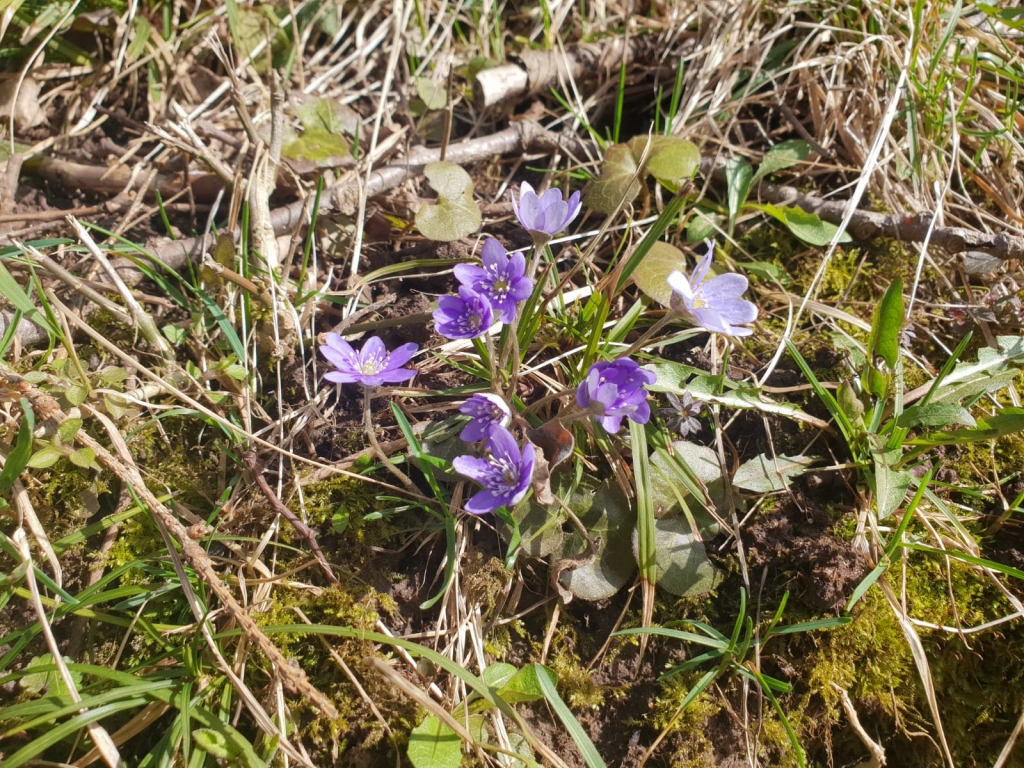 Autors: Silvija Karpoviča