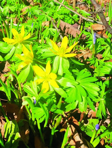 Autors: Silvija Karpoviča