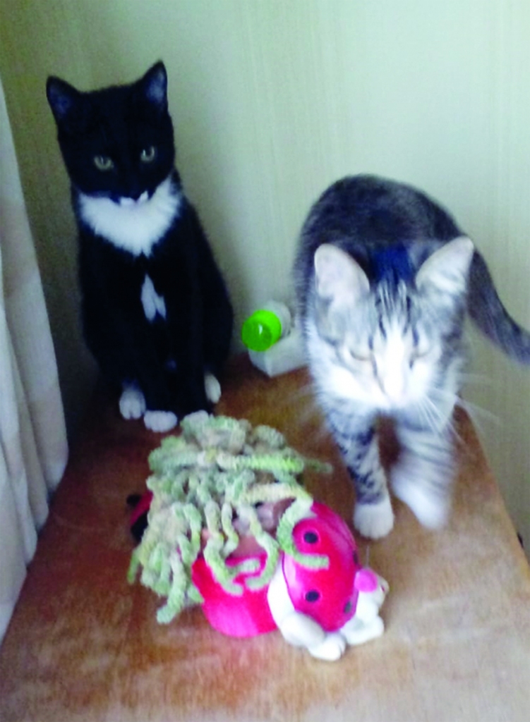 Pirms ikdienas “darbiem”. Šādā pozā Spurgaliņu un Melni var notvert tikai dažas minūtes dienā.
Autors: no Māras albuma