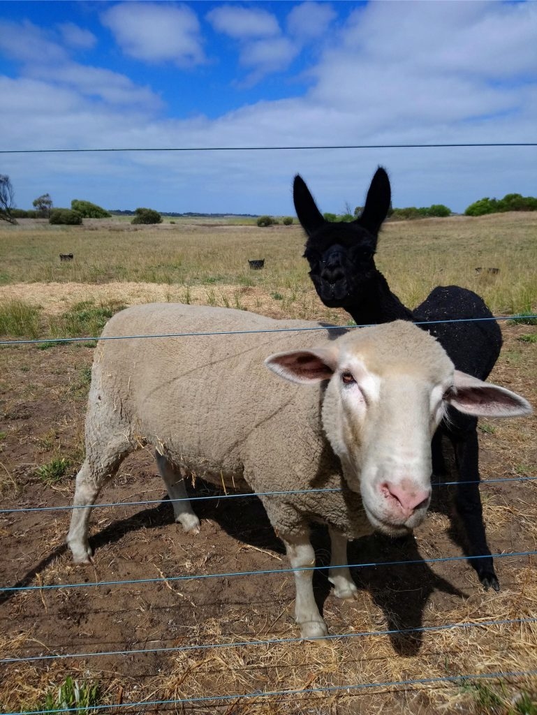 Aplokā ganās aita un alpaka. Izrādās, alpakas pasargā aitas no dingo un lapsām.
Autors: no ceļotāju albuma