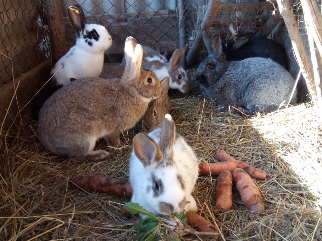 Diendienā Kūlīšu ģimene aprūpē garaušu saimi.
Autors: Jāņa Kūlīša foto