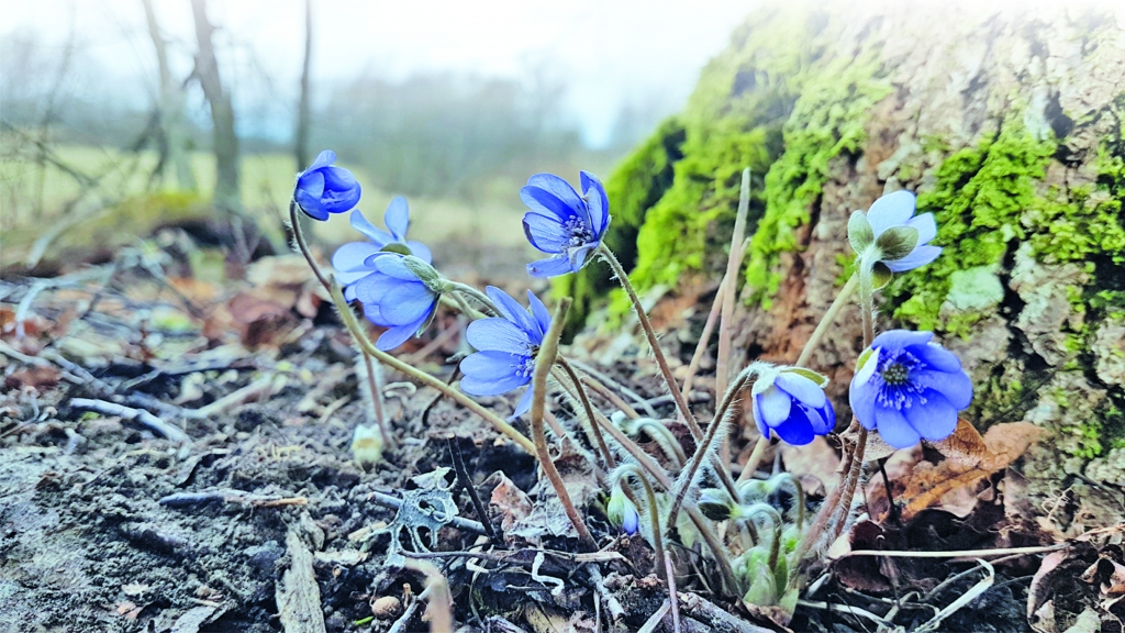 Autors: Ināra Sudare