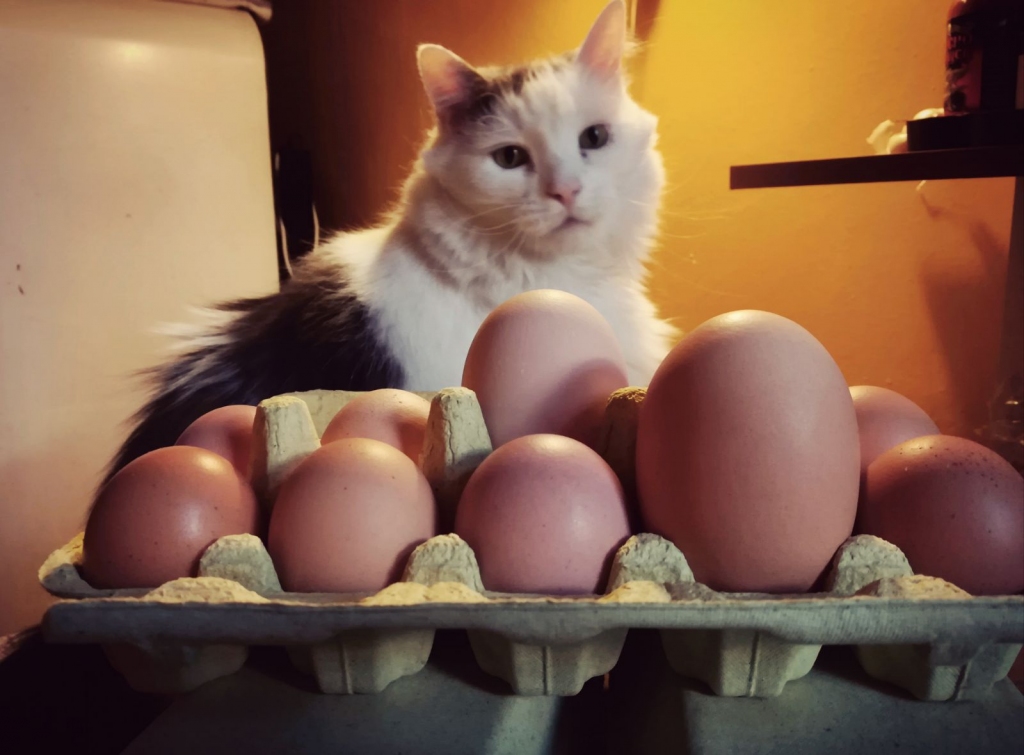 Autors: Ināra Sudare