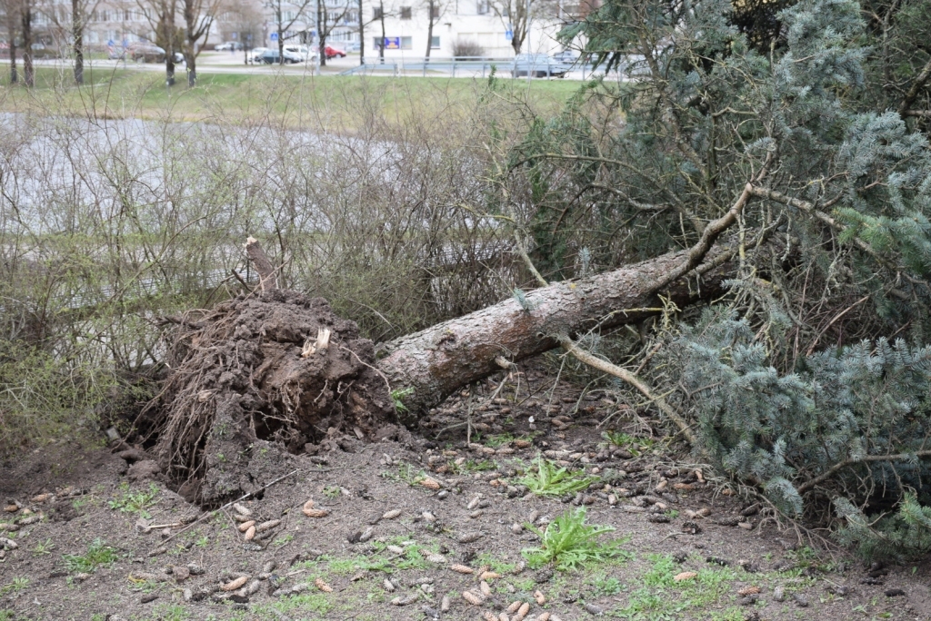 Aizkrauklē vētra nogāza arī sudrabegli skvērā pie pilsētas dīķa, divus bērzus graviņā un divus vītolus pie muzeja “Kalna Ziedos”.
