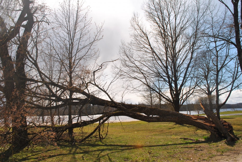 Stiprā vēja spēku nav izturējis koks zaļajā zonā Raiņa ielas sākumā.
