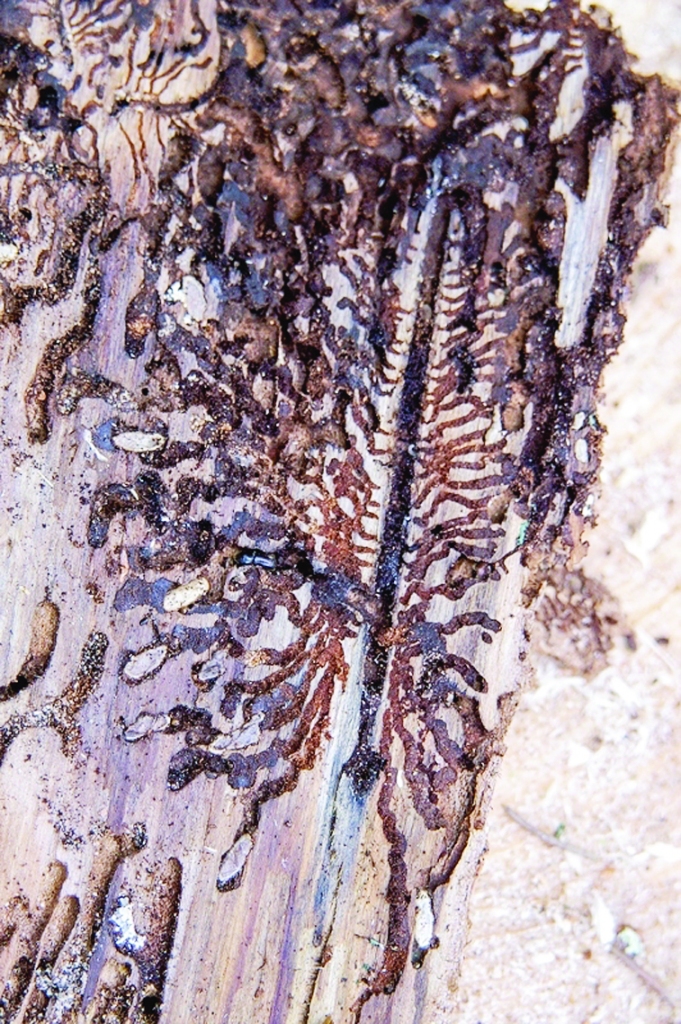 Egļu astoņzobu mizgrauža atstātās pēdas. Tas ir postošākais parastās egles kaitēklis.
Autors: no la.lv